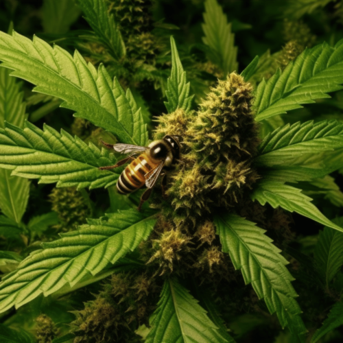 A bee perched on a cannabis plant