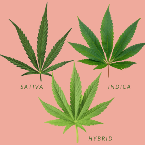 different cannabis strains in a pink background