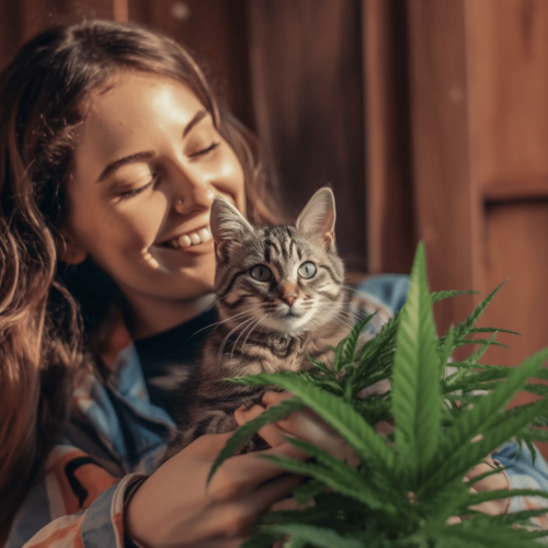 woman  holding pet cat with cannabis leaves in front