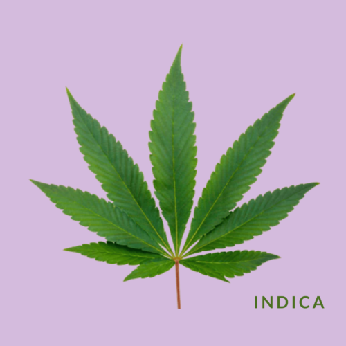 in depth indica leaf, pastel purple background