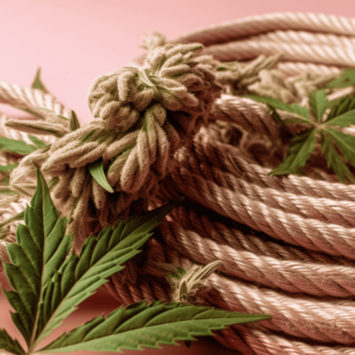 long coiled hemp rope with cannabis leaves in a pink background