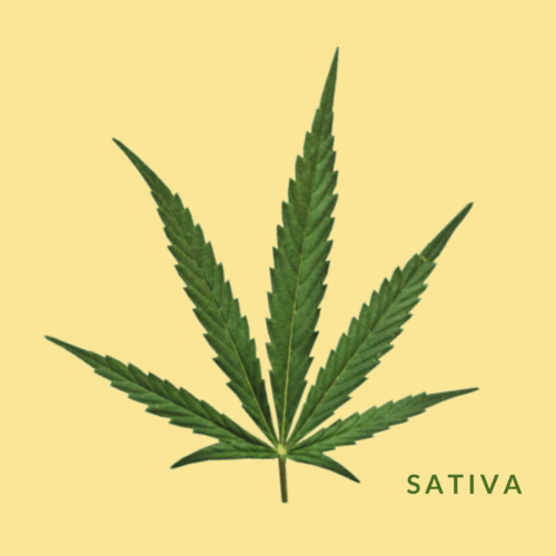 in depth sativa leaf, yellow background