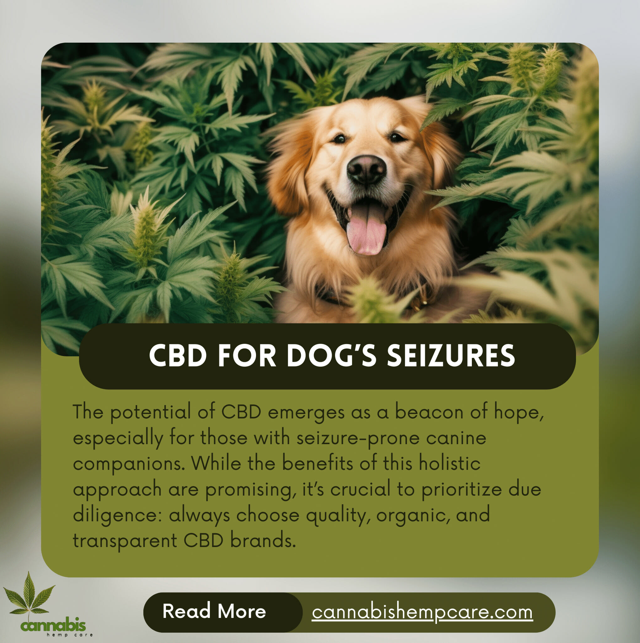 CBD's Potential in Treating Dog Seizures