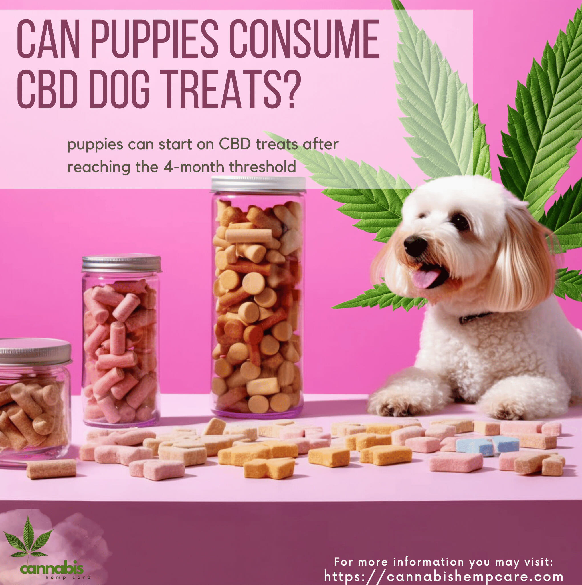 Can Puppies Consume CBD Dog Treats