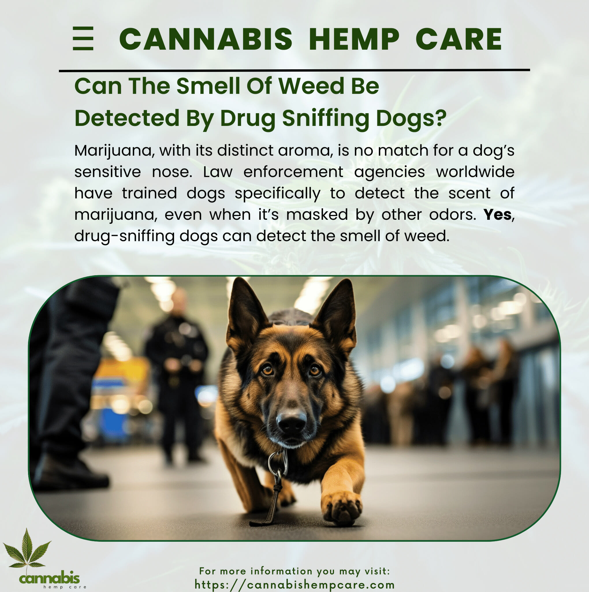 Can The Smell Of Weed Be Detected By Drug Sniffing Dogs