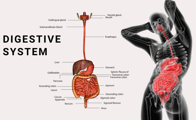 Digestive System Overview: From Mouth to Anus illustration