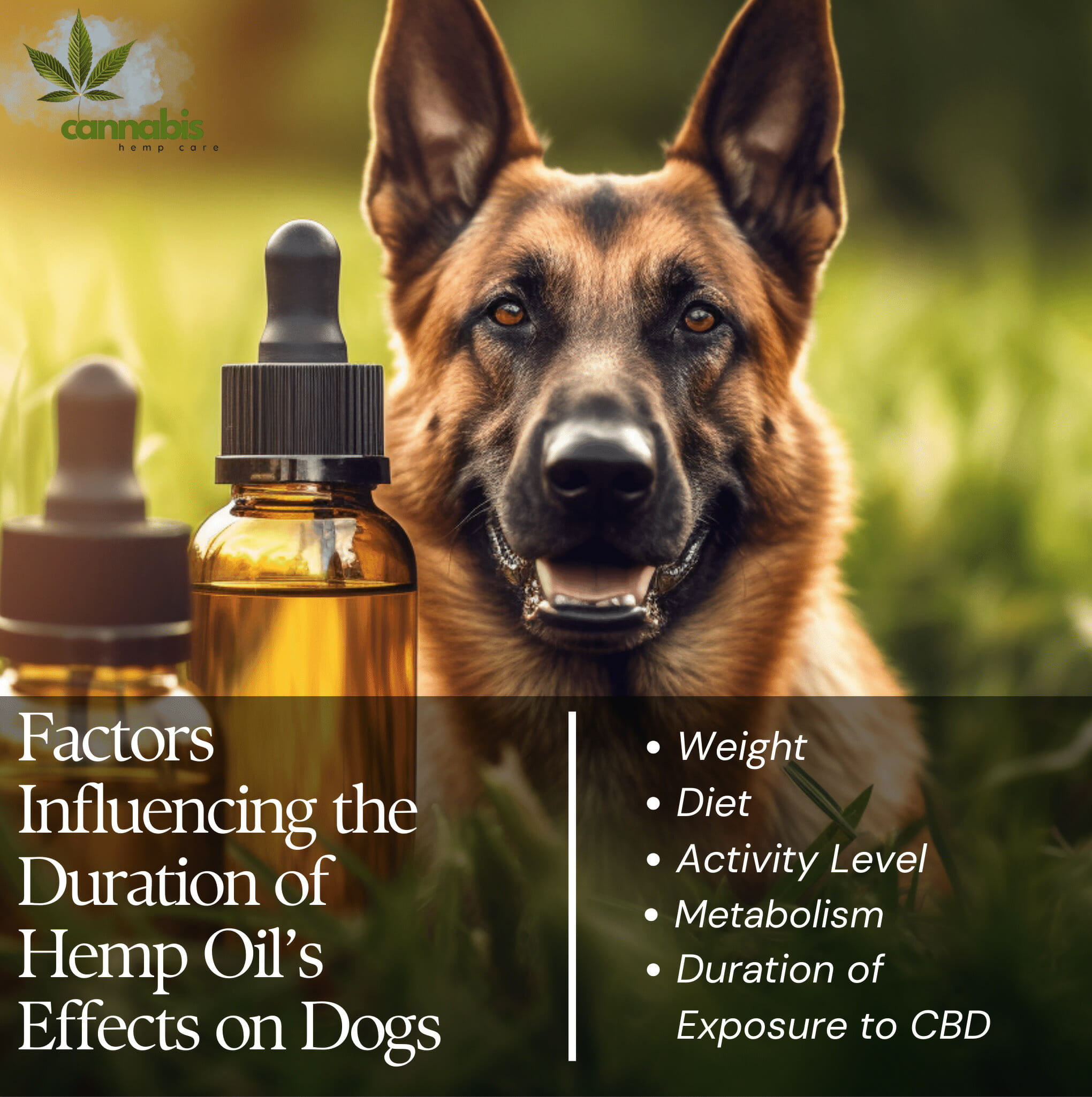 Factors Influencing the Duration of Hemp Oil’s Effects on Dogs