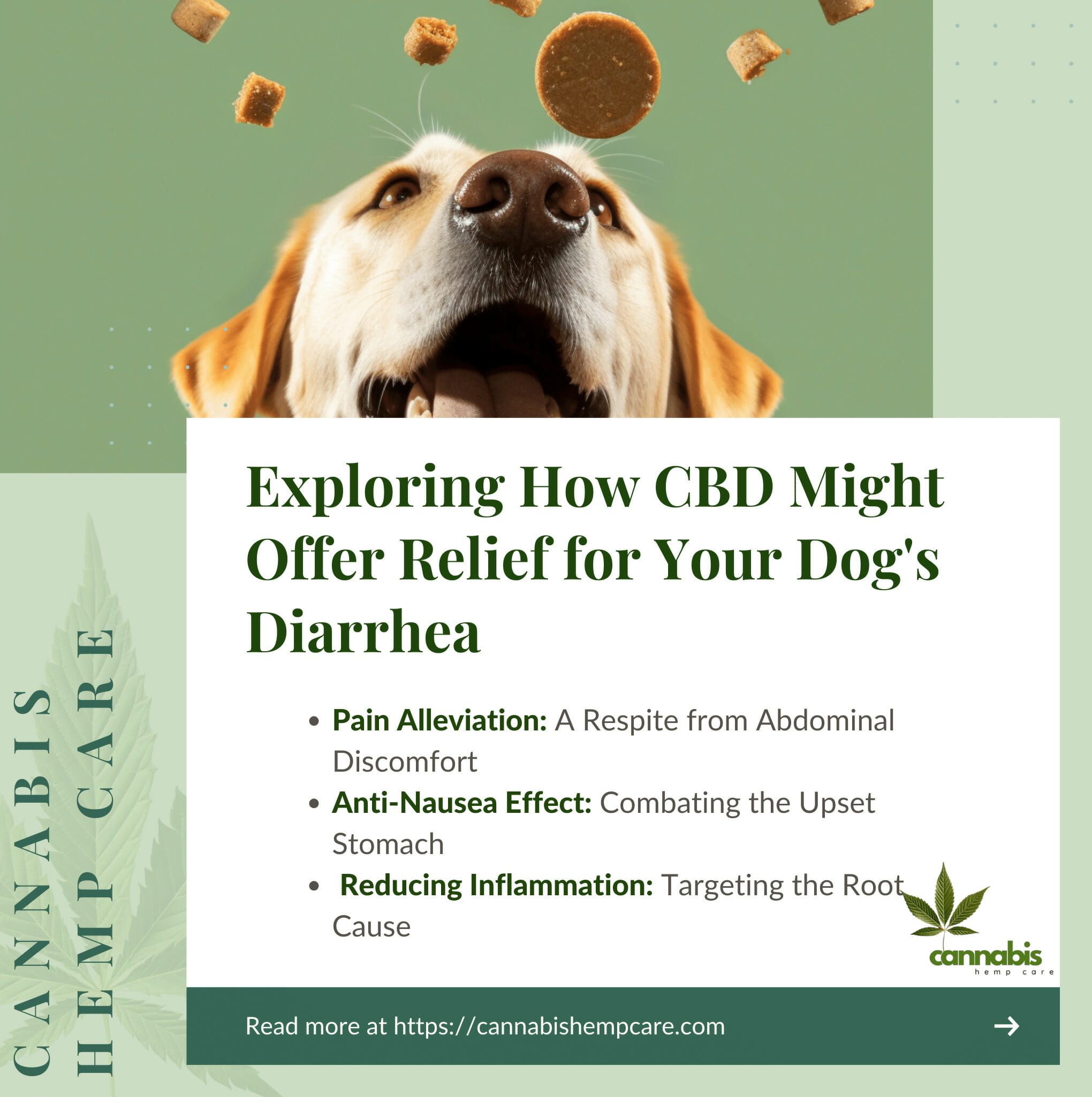 How CBD May Help Soothe Your Dog’s Diarrhea