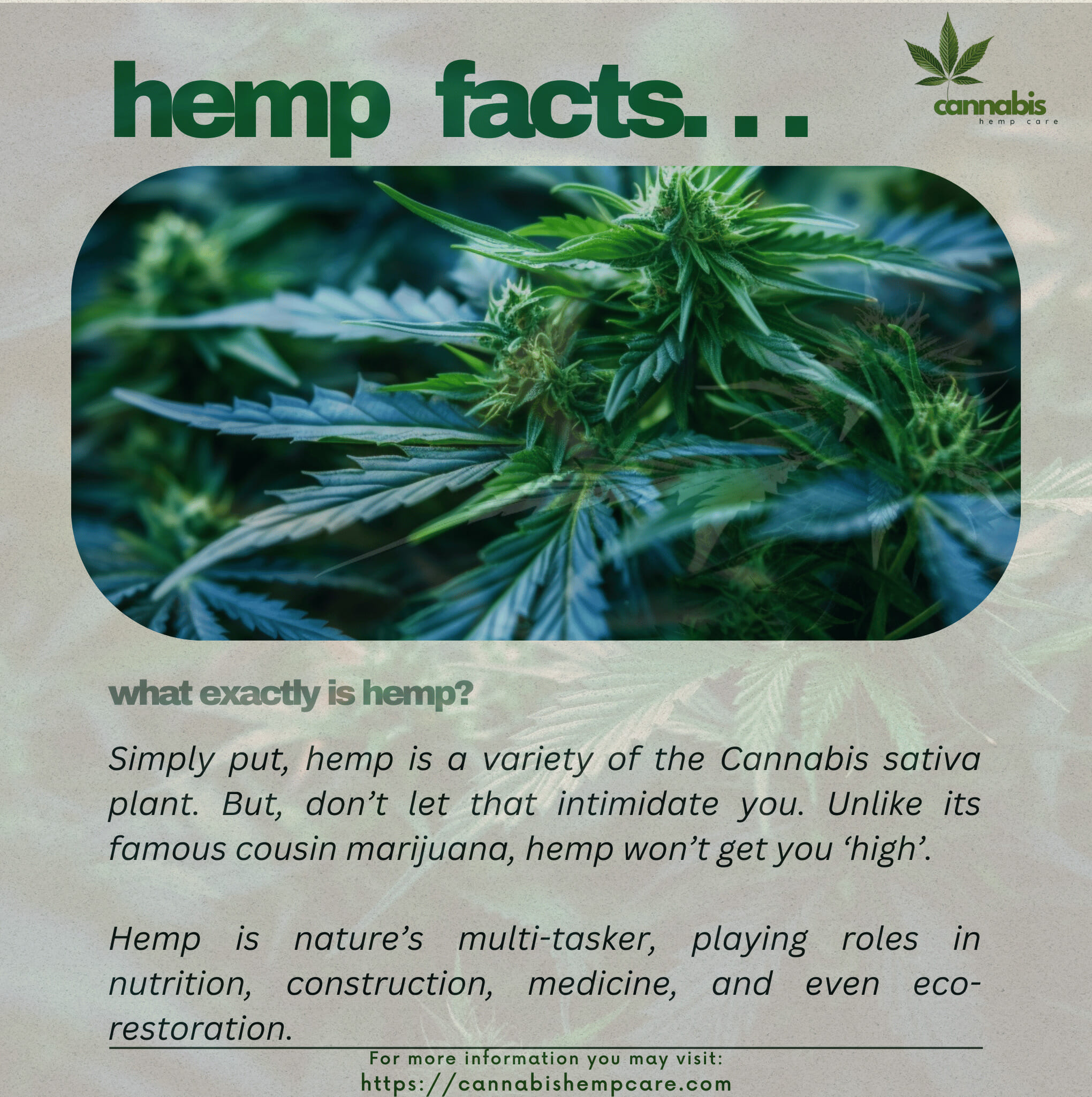 hemp; cannabis sativa plant