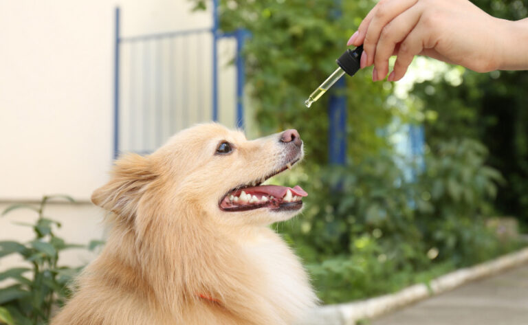 giving hemp oil tincture to dog