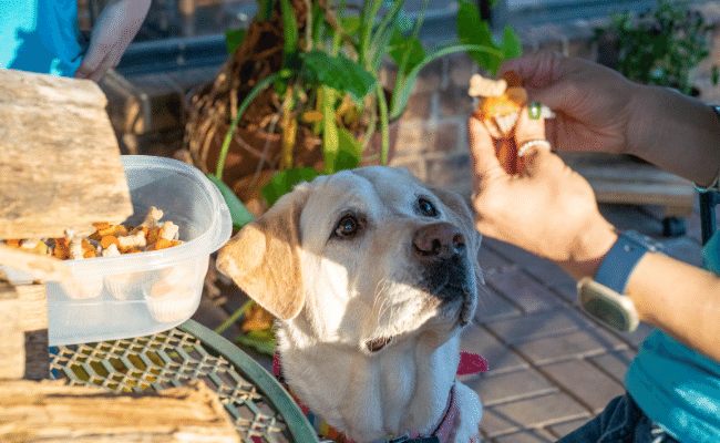 woman giving a CBD treat to a dog