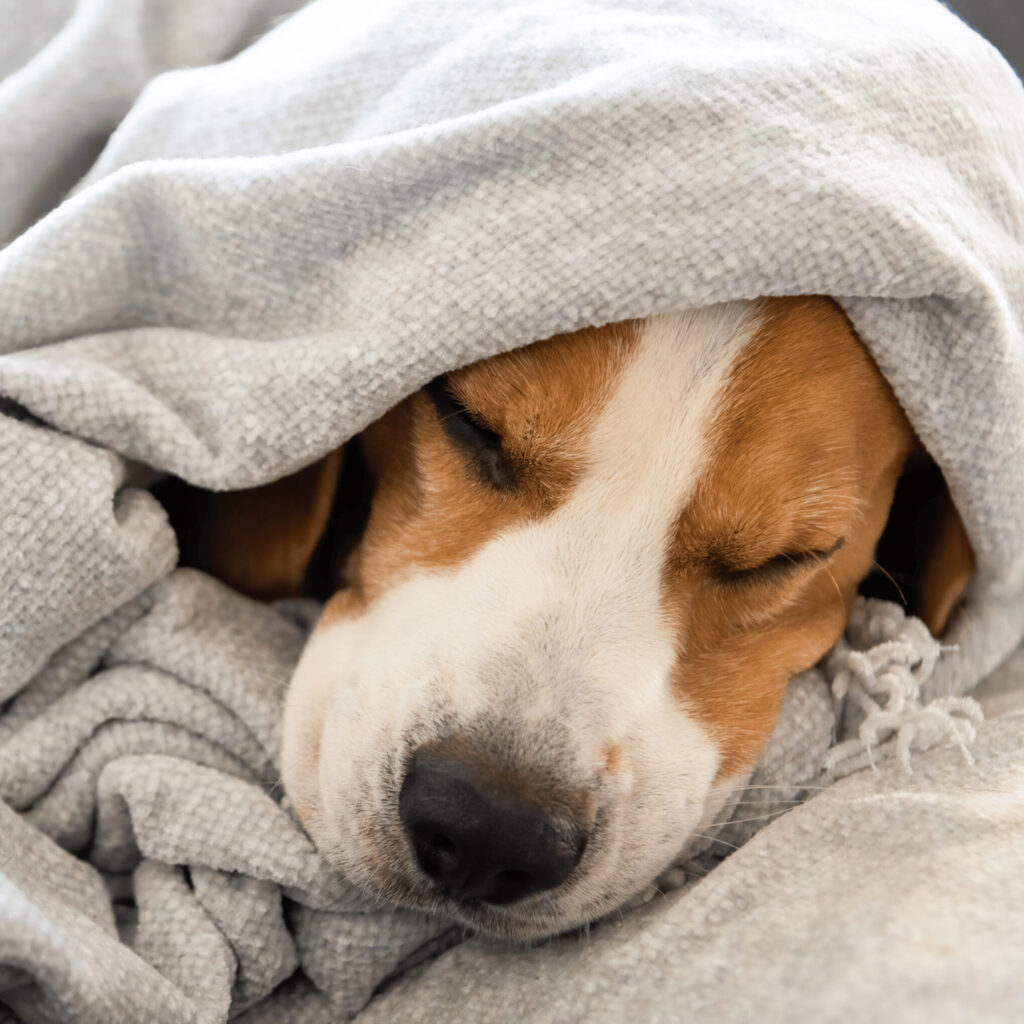 beagle dog wrapped in blanket sleeping on the couch