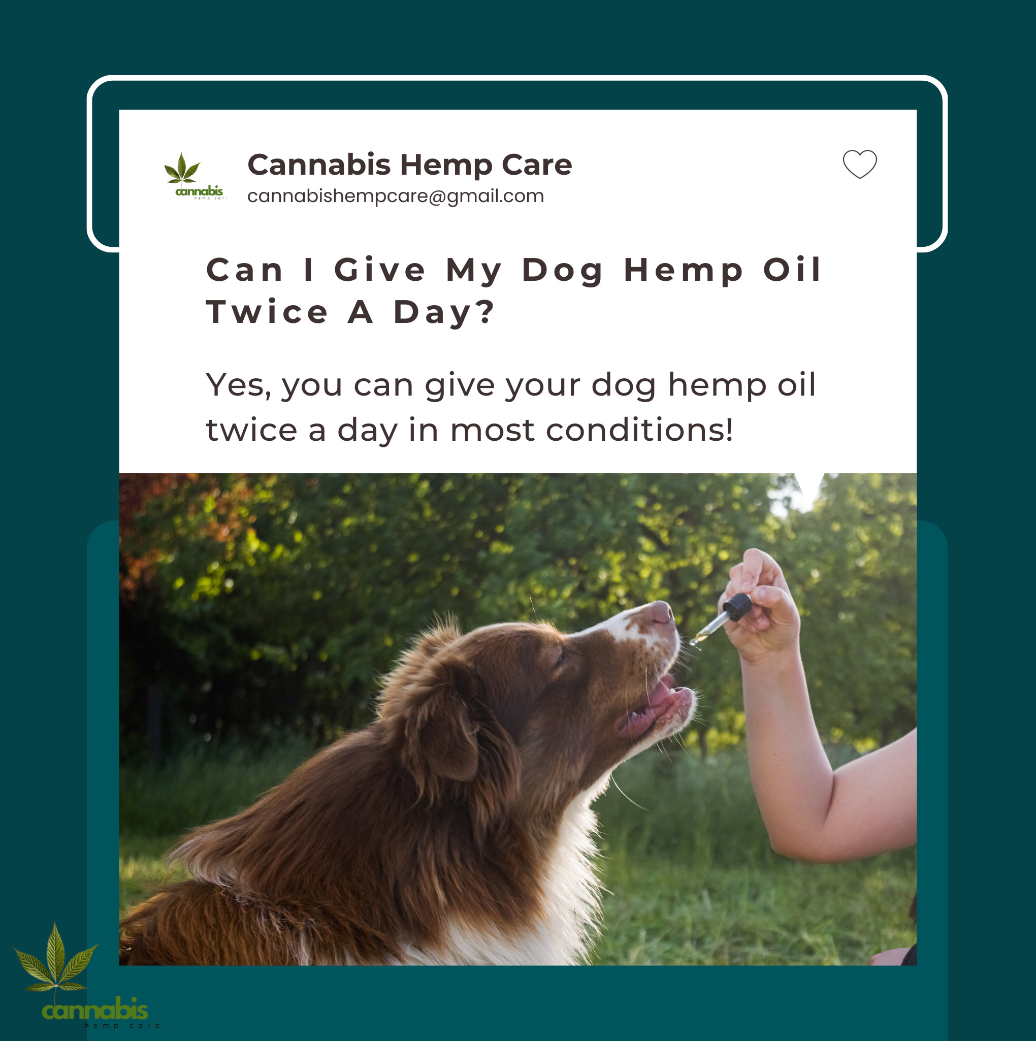 can i give my dog hemp oil twice a day