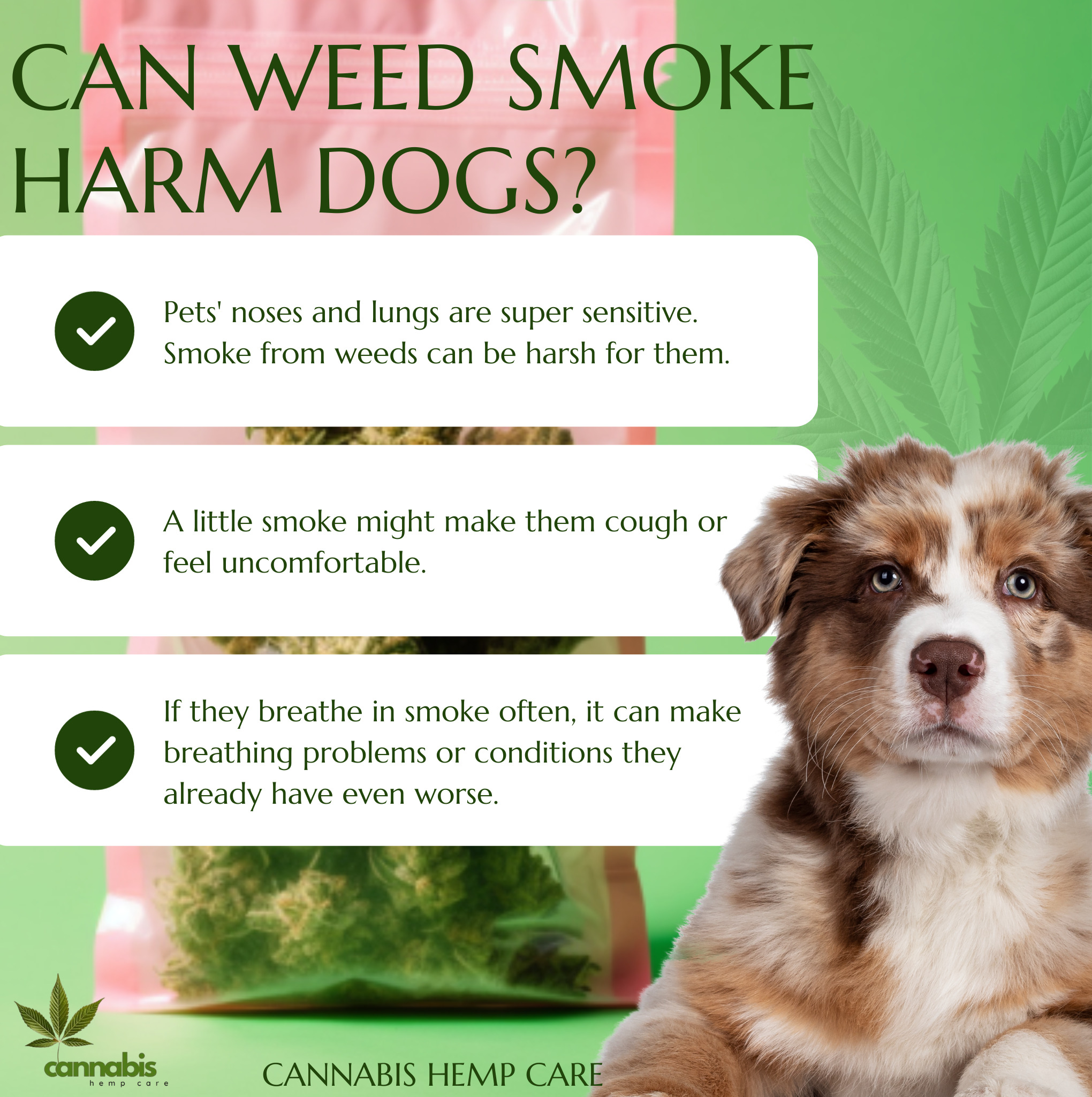 can weed smoke harm dogs?