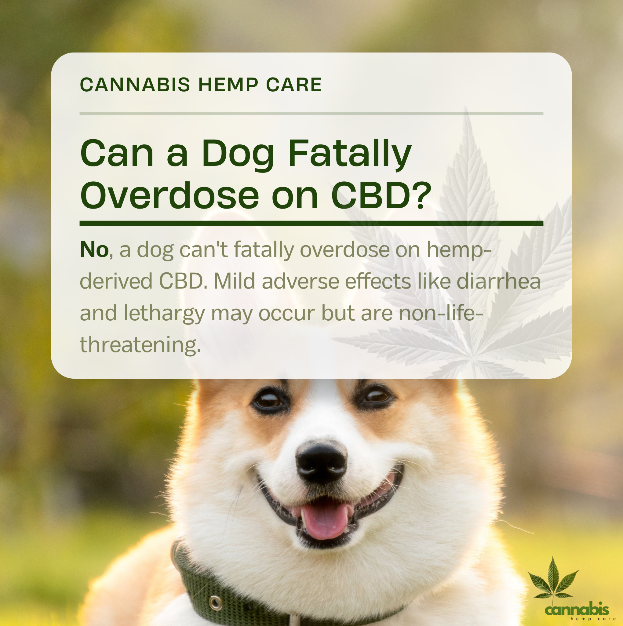 Can a Dog Fatally Overdose on CBD