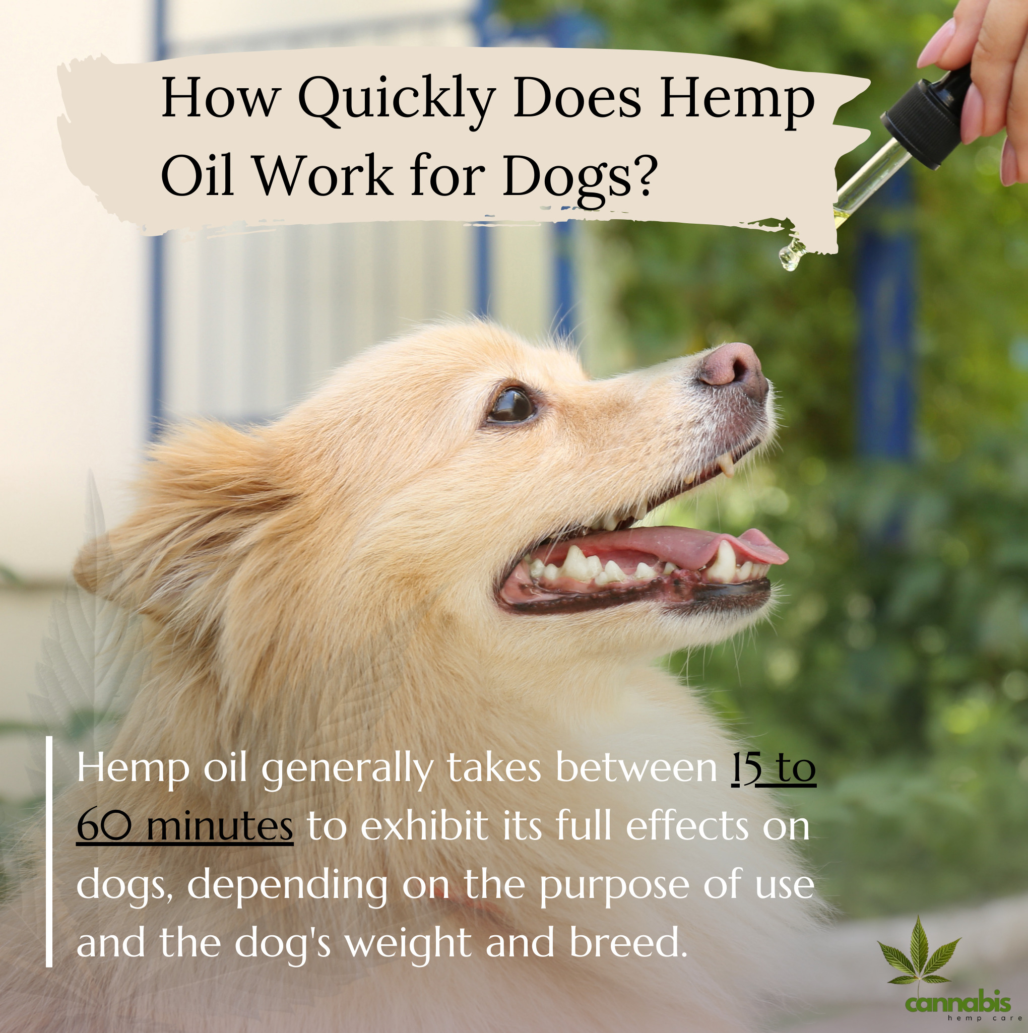 how quickly does hemp oil work for dogs