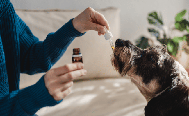 How To Use Hemp Seed Oil For Dogs