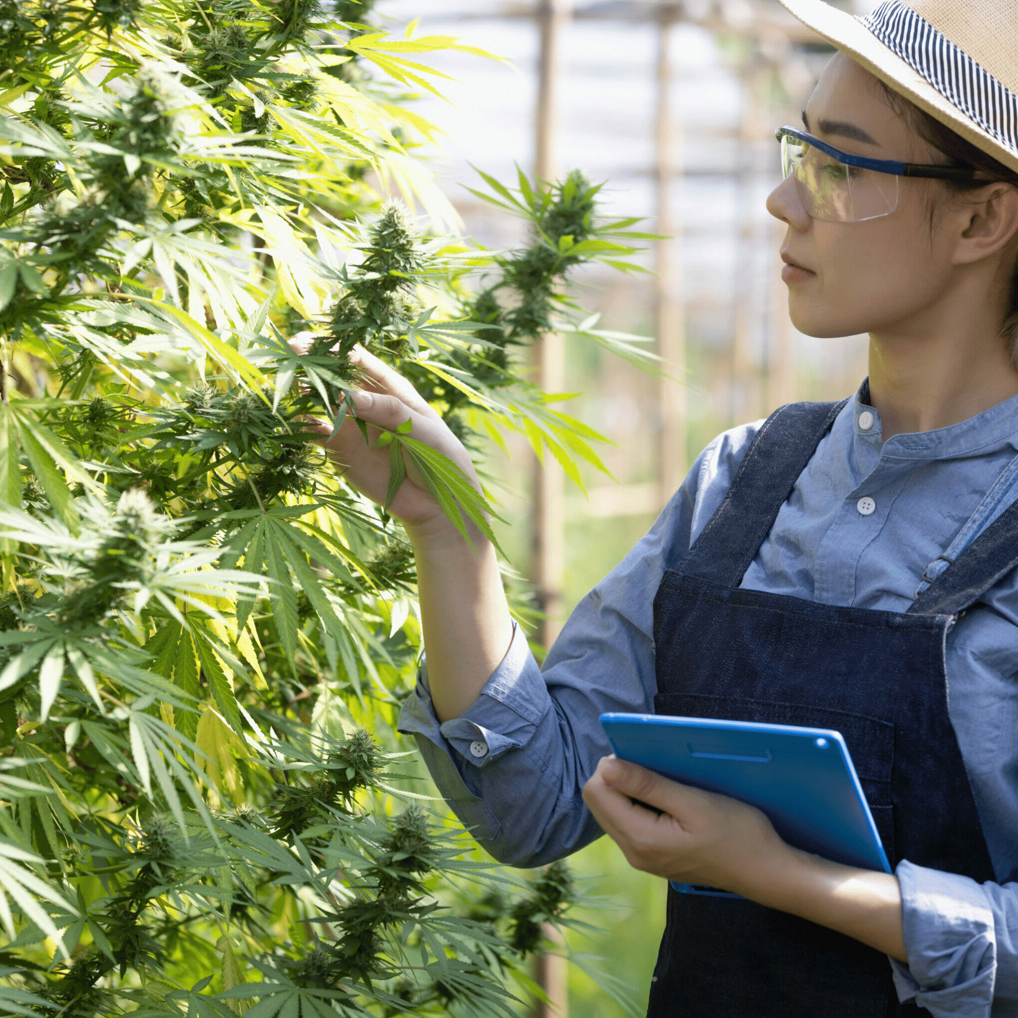 Industrial hemp research