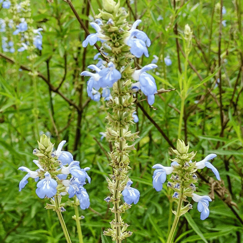 Salvia hispanica