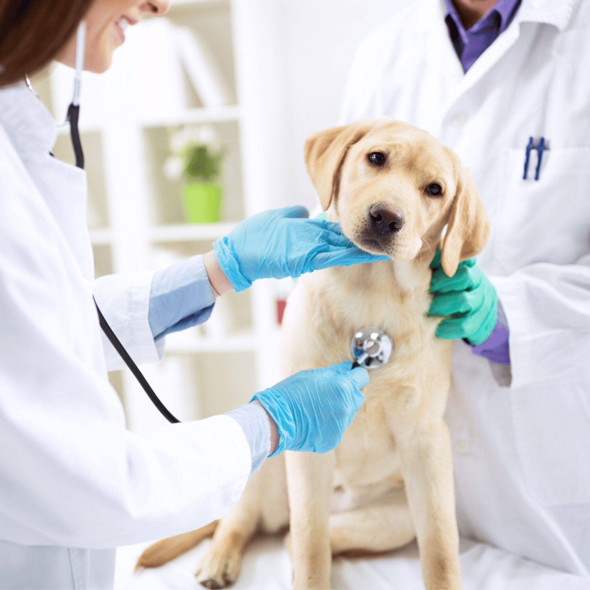 smiling vet, checking up pet dog