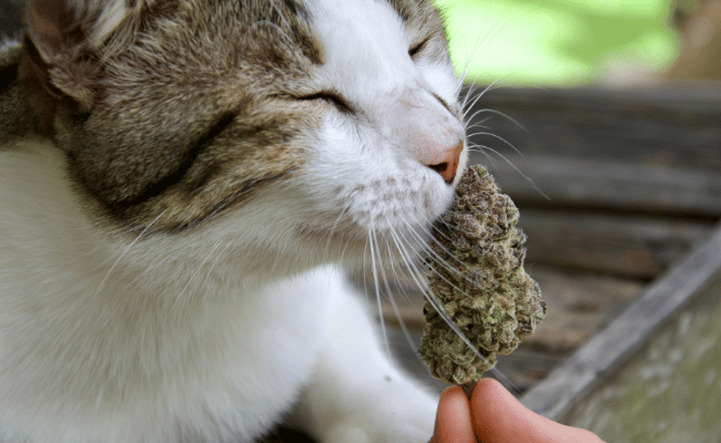 The Smell Of Weed Affect My Pet cat