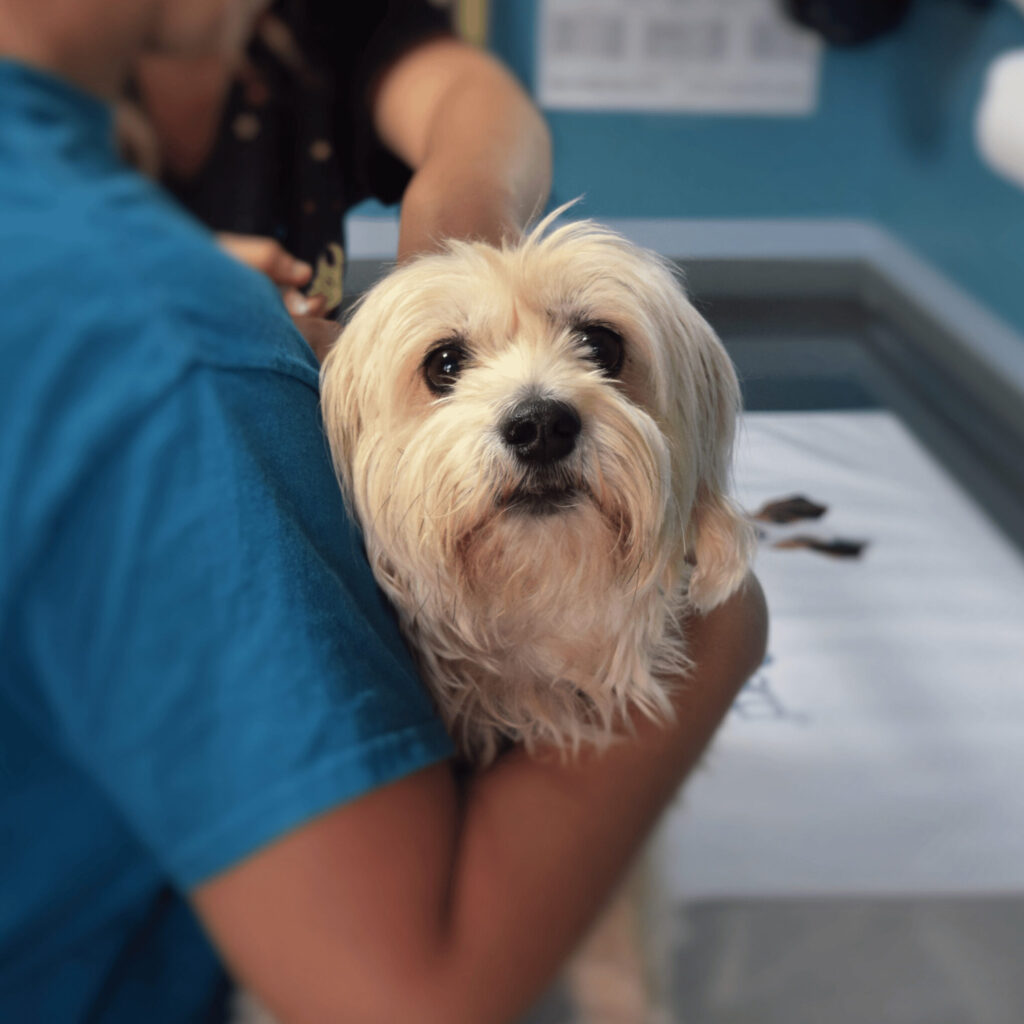 dog in the veterinary clinic