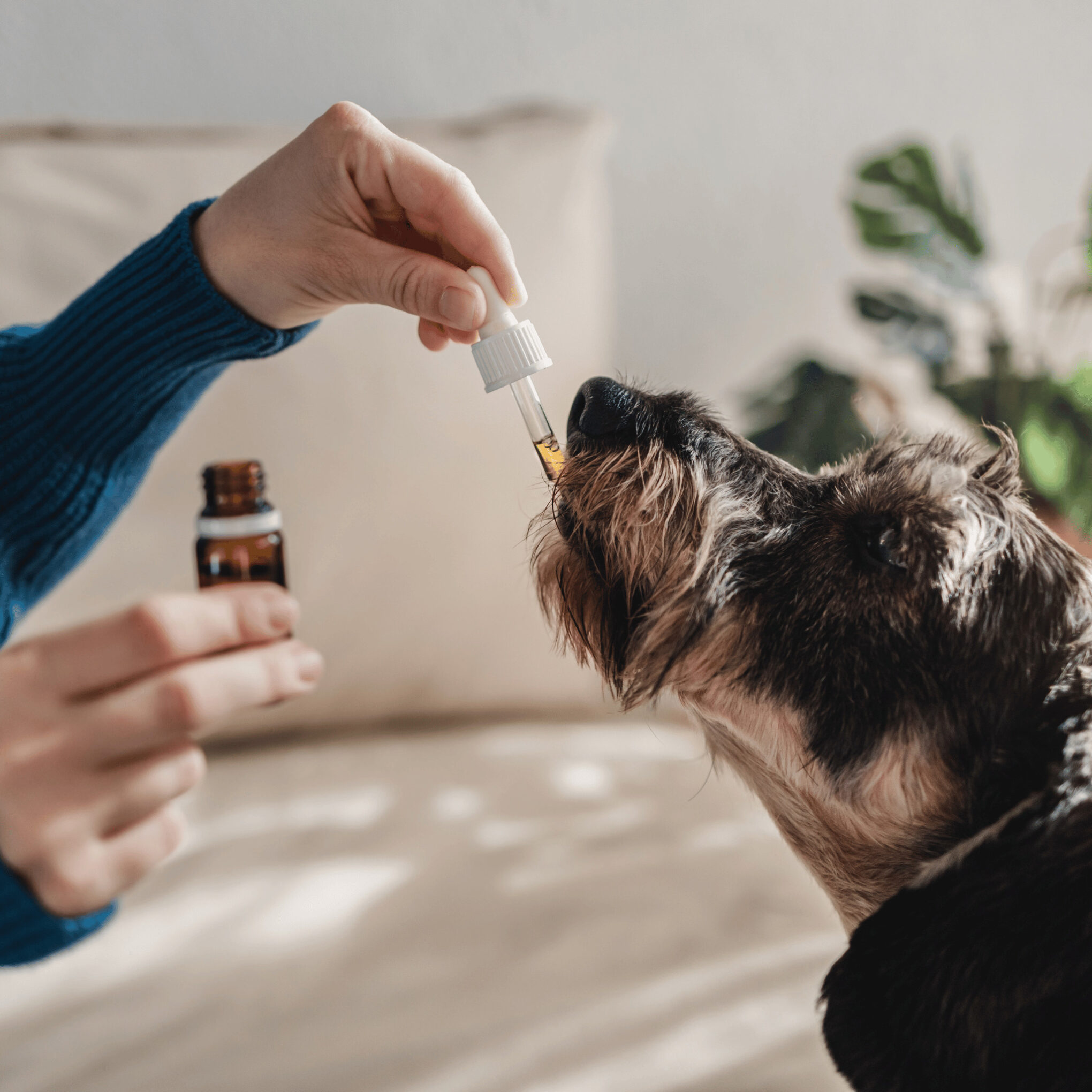 pet dog taking CBD hemp oil - canine licking cannabis dropper for anxiety treatment