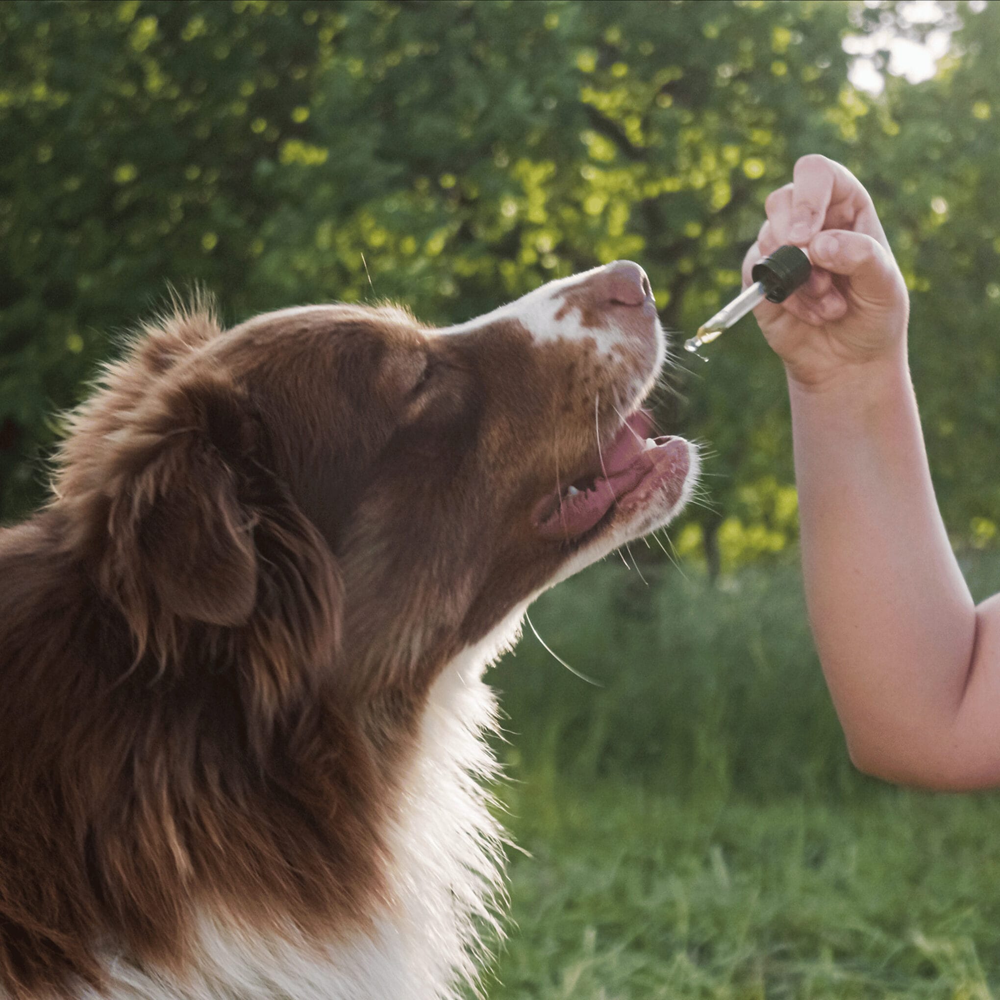 giving hemp seed oil to pet dog