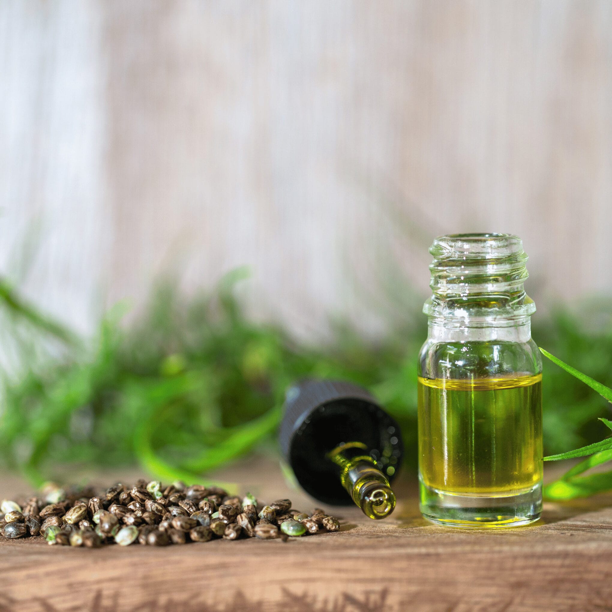 hemp seed oil, cannabis seeds