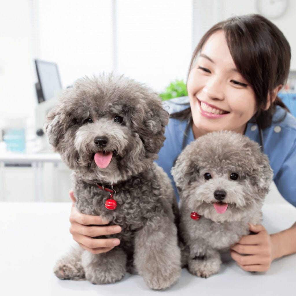 pet dog and the veterinarian