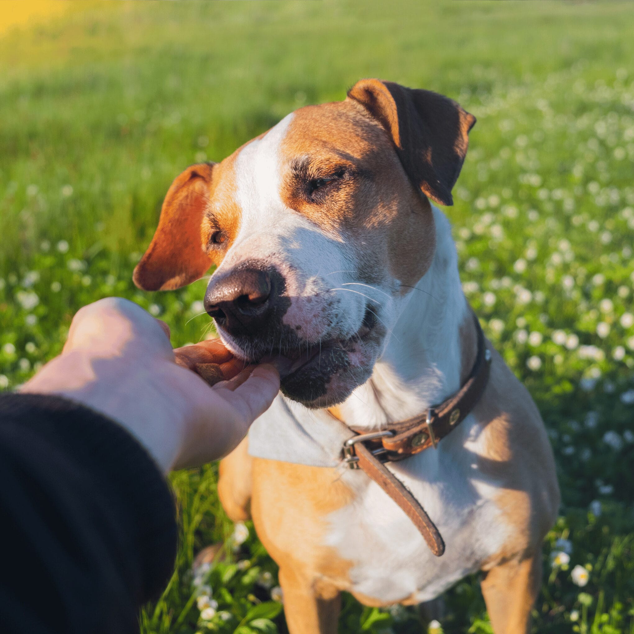 pet dog at the park