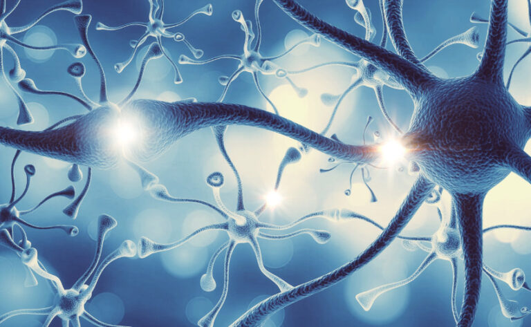 Structure of Neural Human Nervous System of the Human Brain