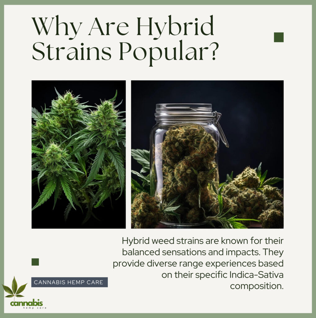 Why Are Hybrid Strains Popular?