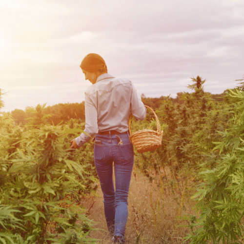 Young woman harvesting cannabis buds