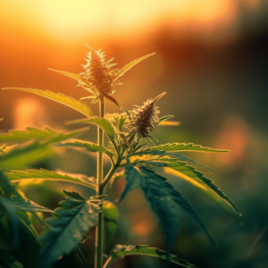 cannabis plant, focus shot of its flowers