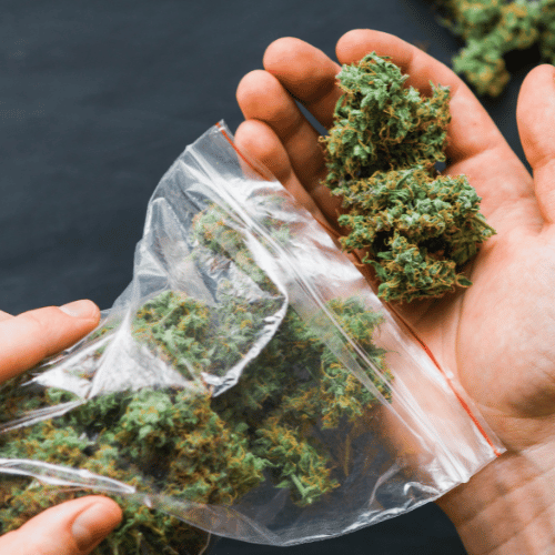 choosing the right hybrid weed