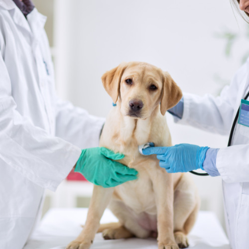 dog at the vet