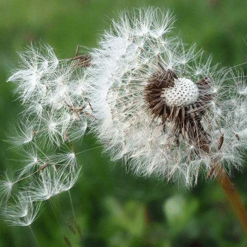 pollen