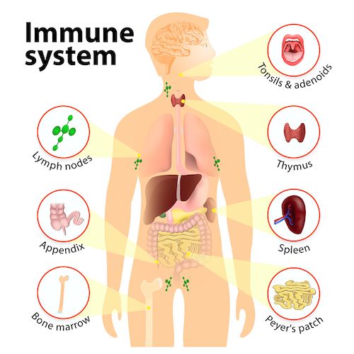 parts of the immune system